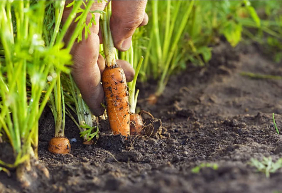 growing vegetables in pots and containers