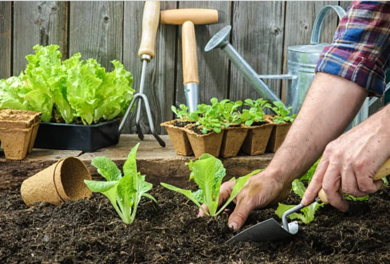 How To Grow Vegetables In Pots or Containers