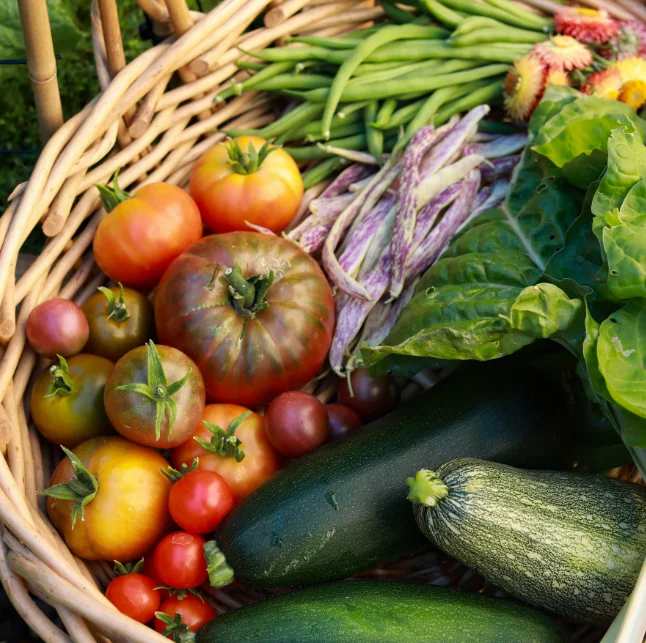 growing vegetable plants in pots