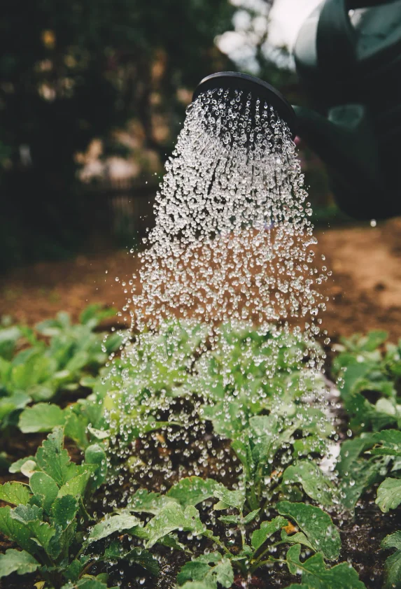 planting vegetables in a container