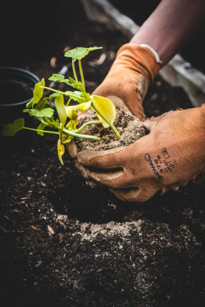 grow vegetables in a container