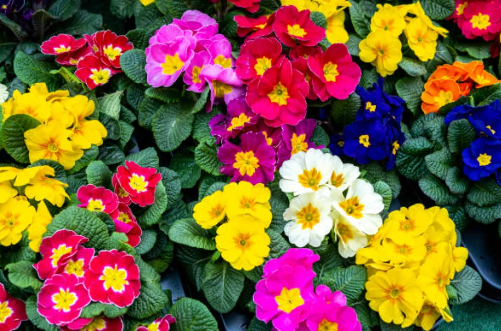 best flowers to plant in garden