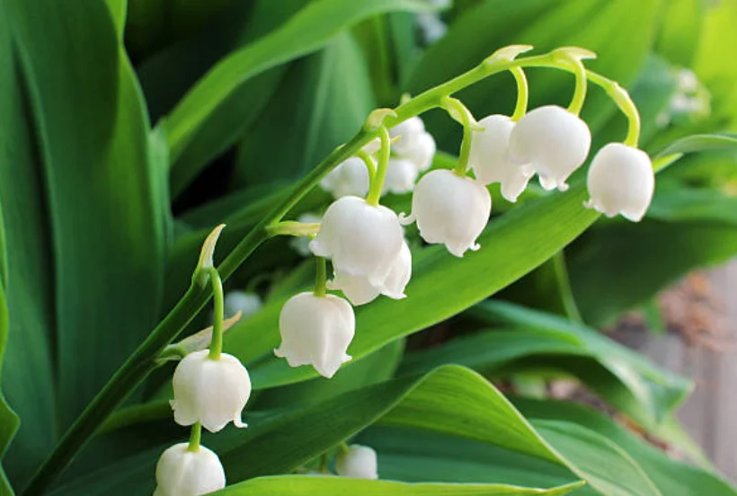 flowers to plant during spring