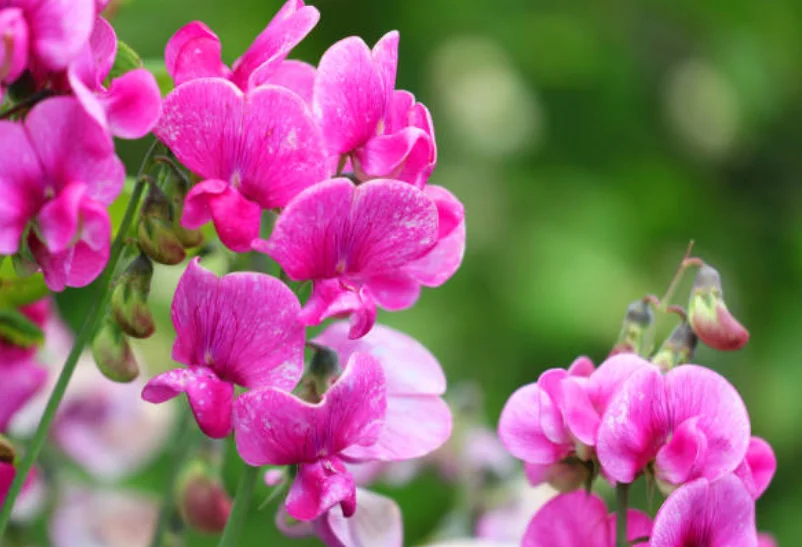 flowers which bloom in spring