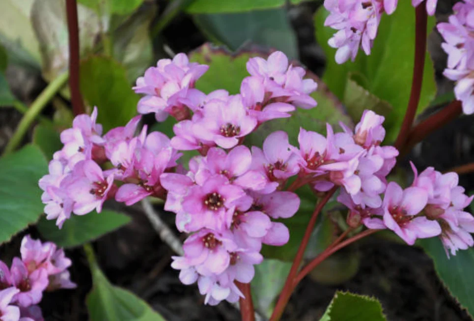 springtime flower