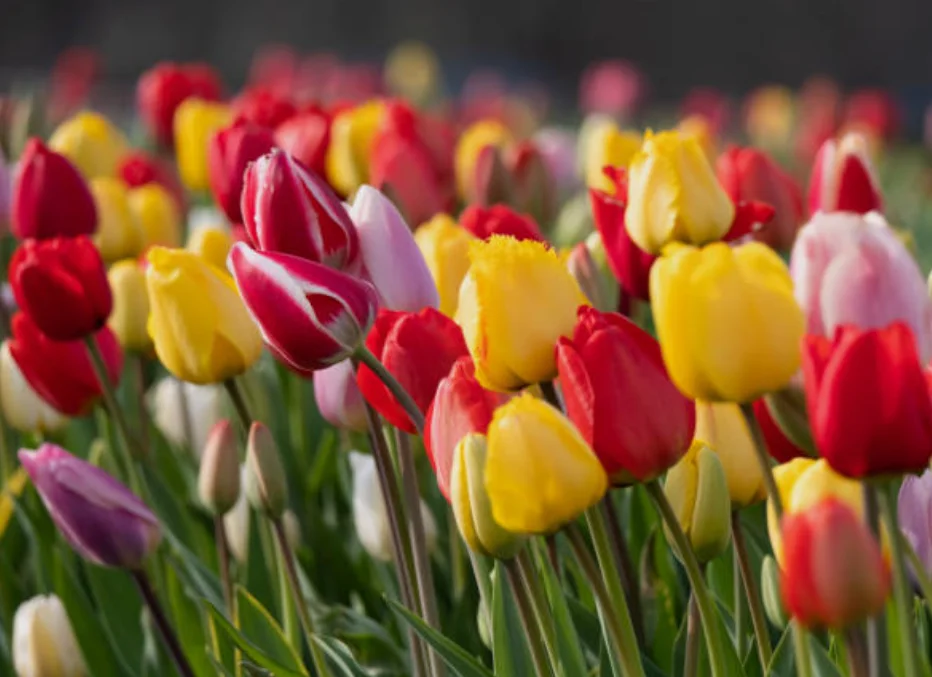 gardening spring flowers