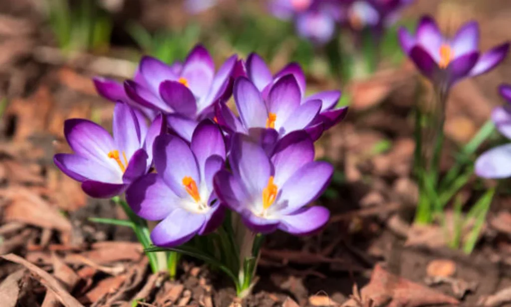 what are the best flowers to plant in spring