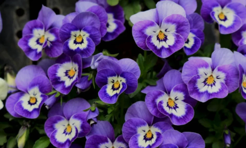 spring flowers for the garden