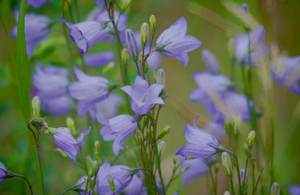 best flowers for spring planting