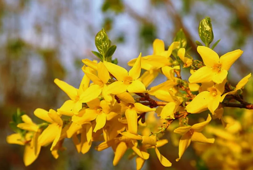 flowers to grow in the spring