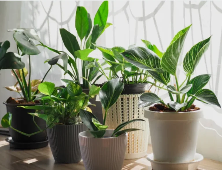 Best Indoor Plants for Cleaner Air