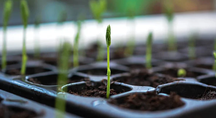 planting sweet peas