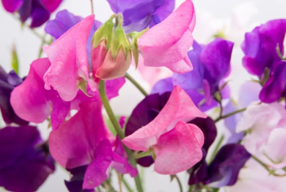 sweet peas climbing