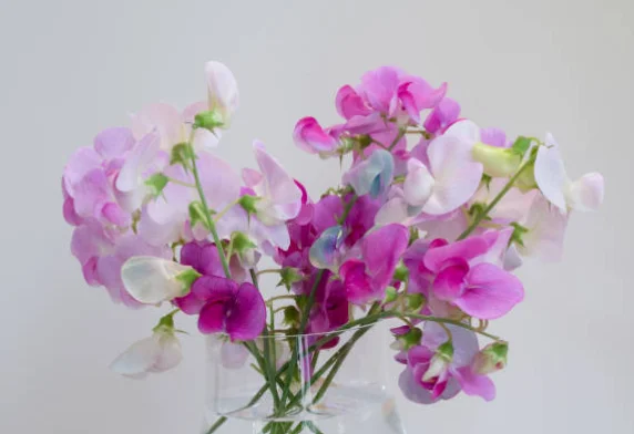 How To Grow Sweet Peas