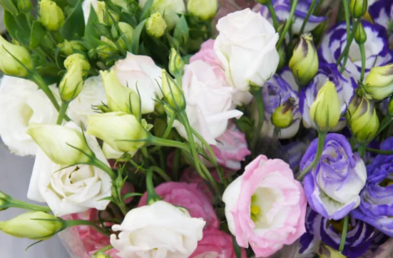 How to Grow Lisianthus from Seed