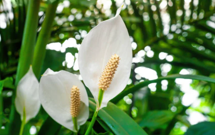 How To Grow Peace Lily