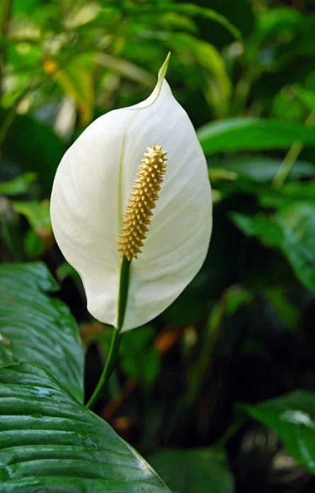 peace lily spathiphyllum