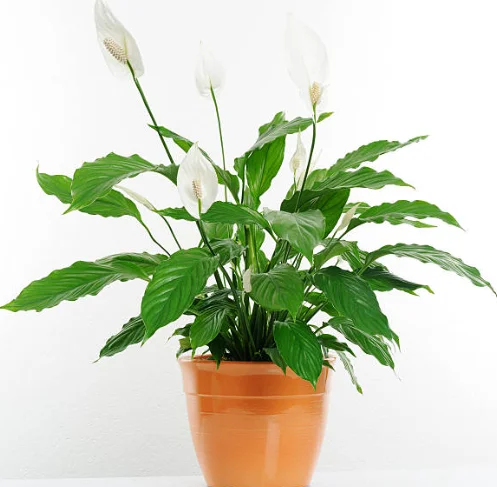 how to care for a peace lily