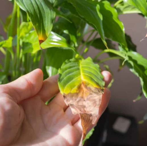 how often to water peace lily plant