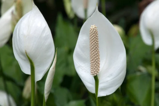 plant peace lily care