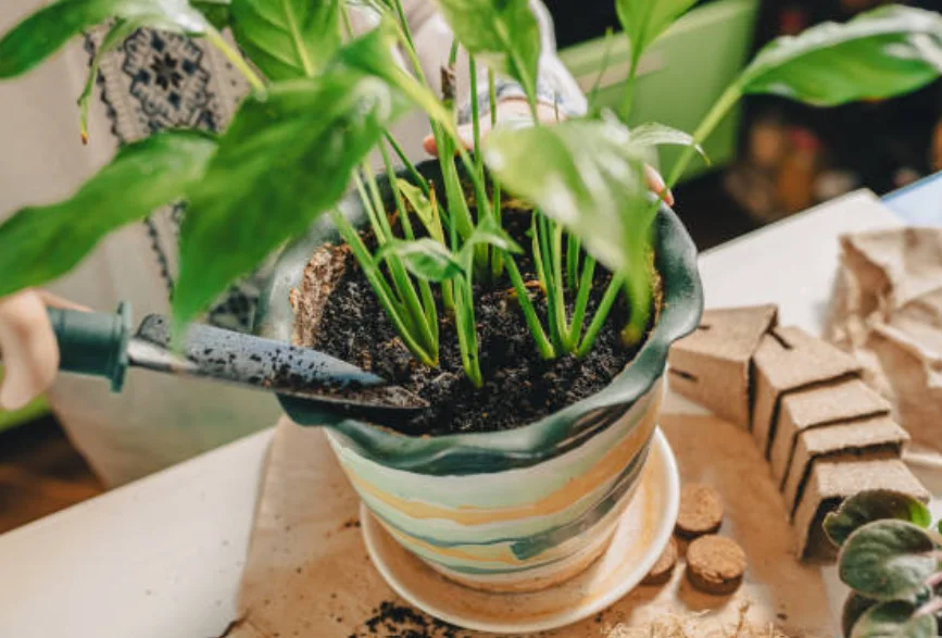 planting a peace lily