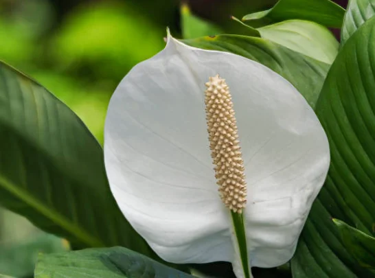 how to take care of a peace lily