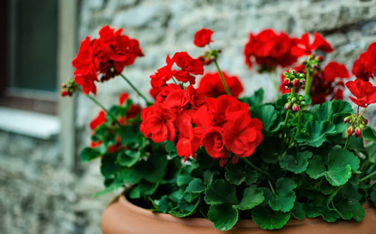 How Often Do You Water Geraniums