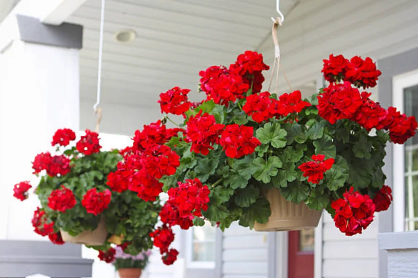 can geraniums grow in shade