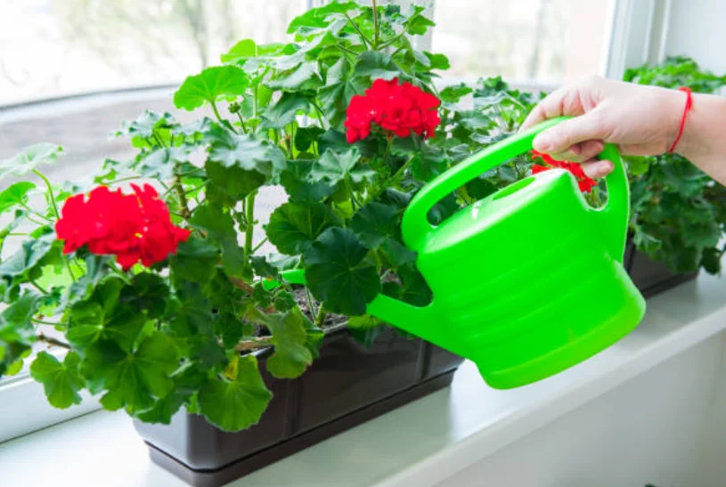 how much sunlight do geraniums need