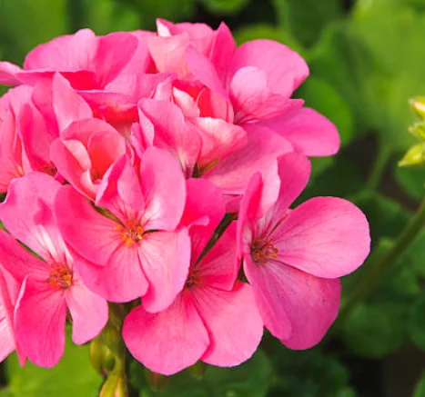 how do you care for geraniums