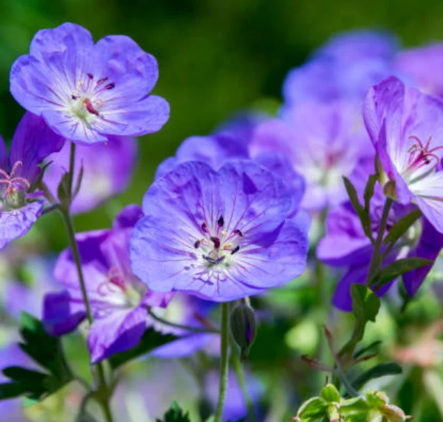 geranium plant care