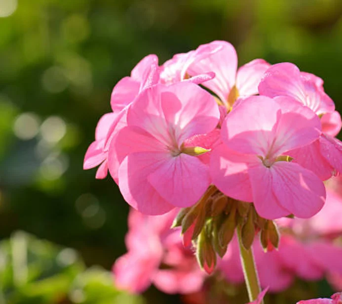 geranium watering needs