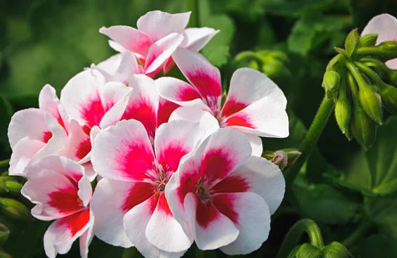 hanging geranium plants