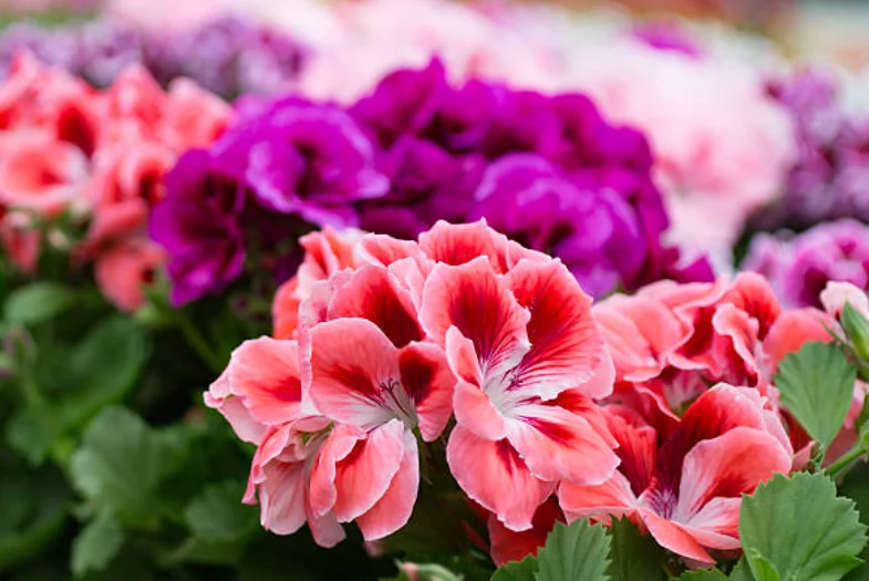 how often should you water geraniums