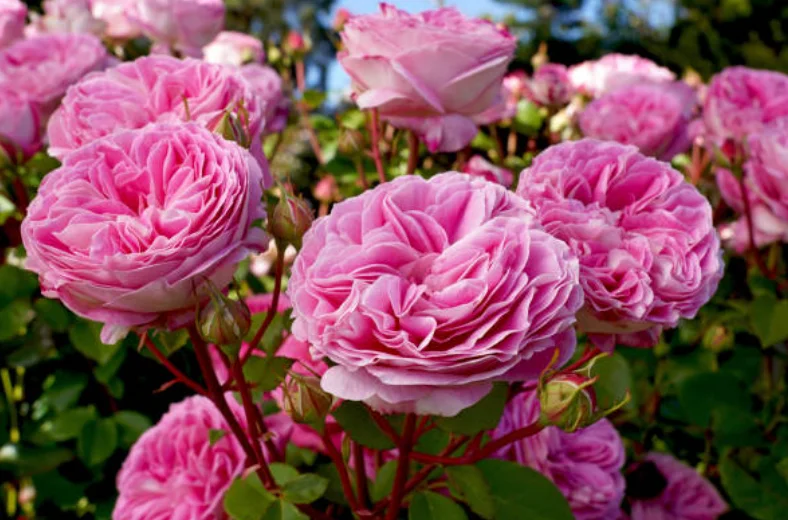 caring for rose plants