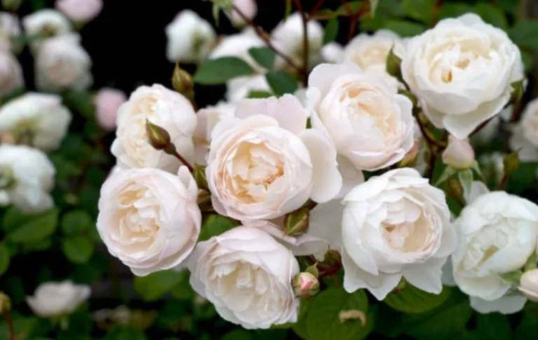 How To Grow Roses