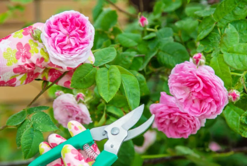 easiest roses to grow