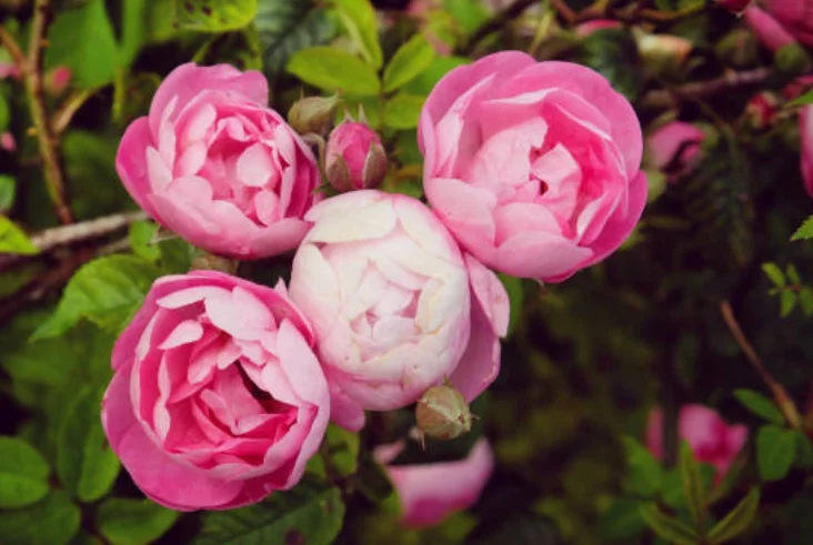 how to grow the rose plant