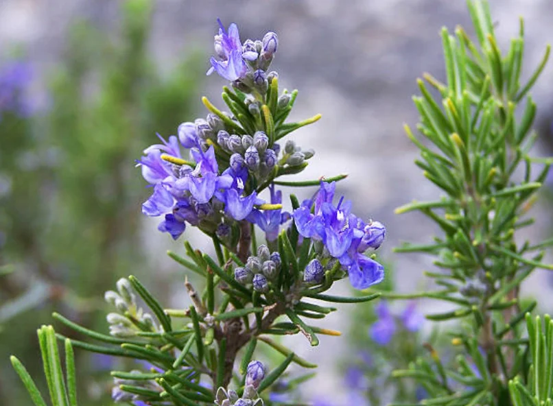 rosemary plant