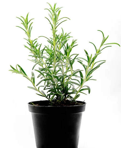 planting rosemary in pots