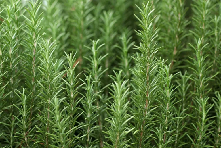 How To Grow Rosemary