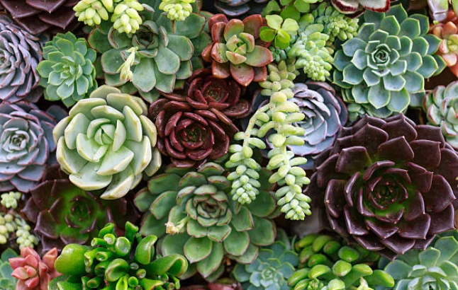 succulents cutting in water