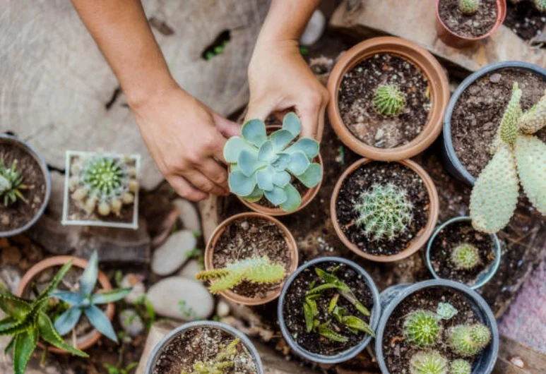 How to Propagate Succulents