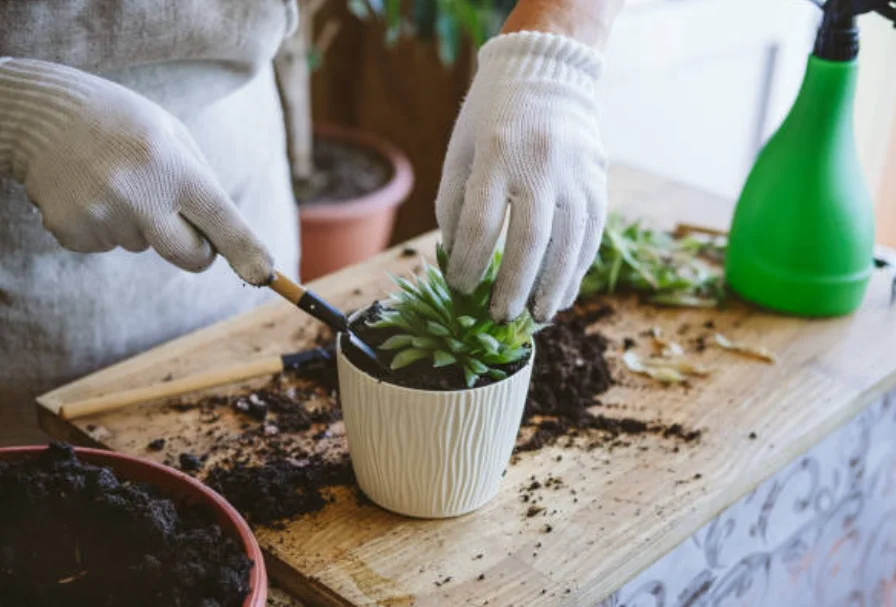 succulent cuttings