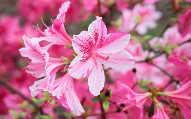 Can You Grow Azaleas from Cuttings