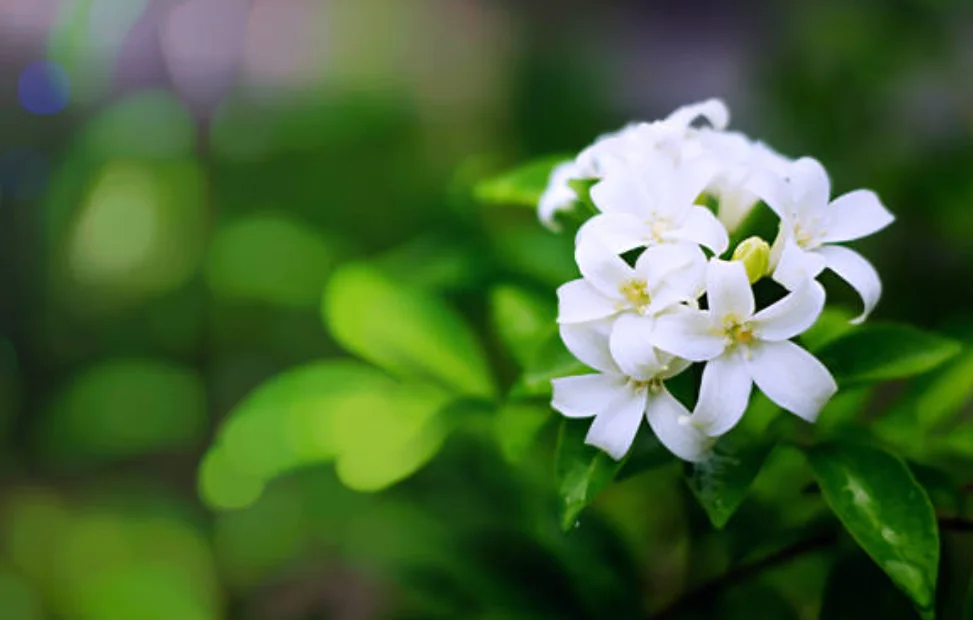 how to care jasmine plant