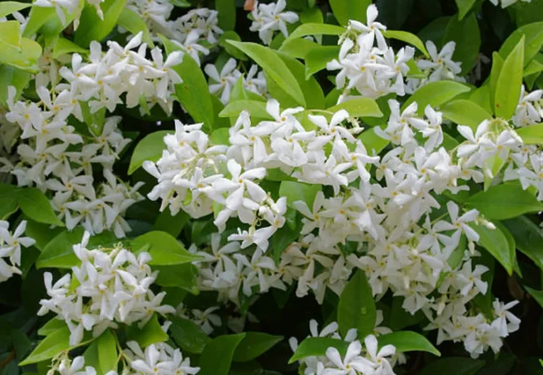 How to Grow Jasmine