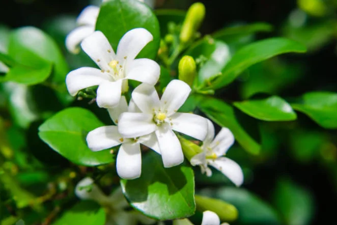 planting jasmine