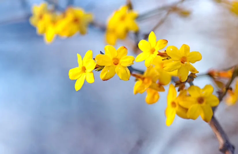 jasmine when to plant