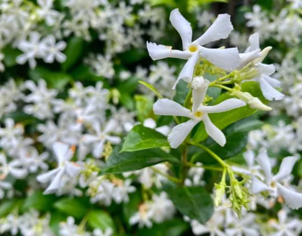 how to plant jasmine